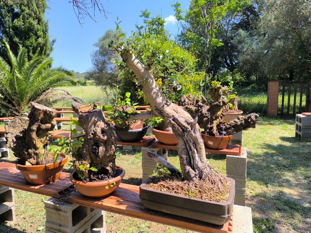 Bonsai y pre bonsais