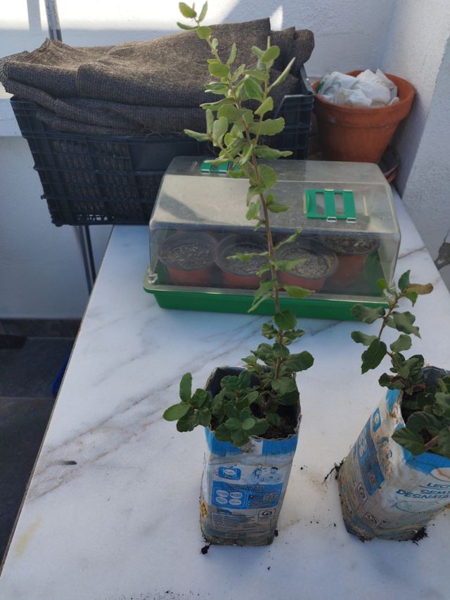 Plantón de Alcornoque