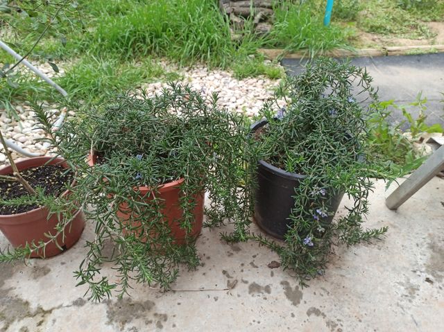 Plantas de Romero Rastrero