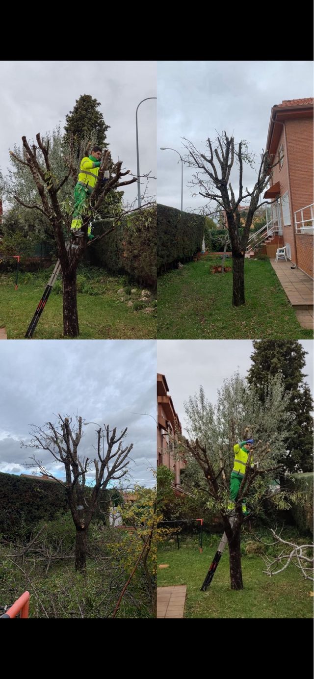 Servicio de jardinería profesional