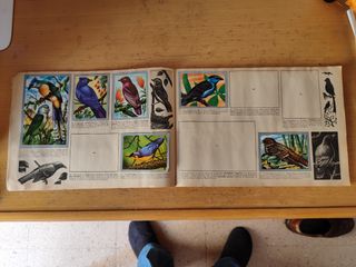 Album Animales y Minerales maga