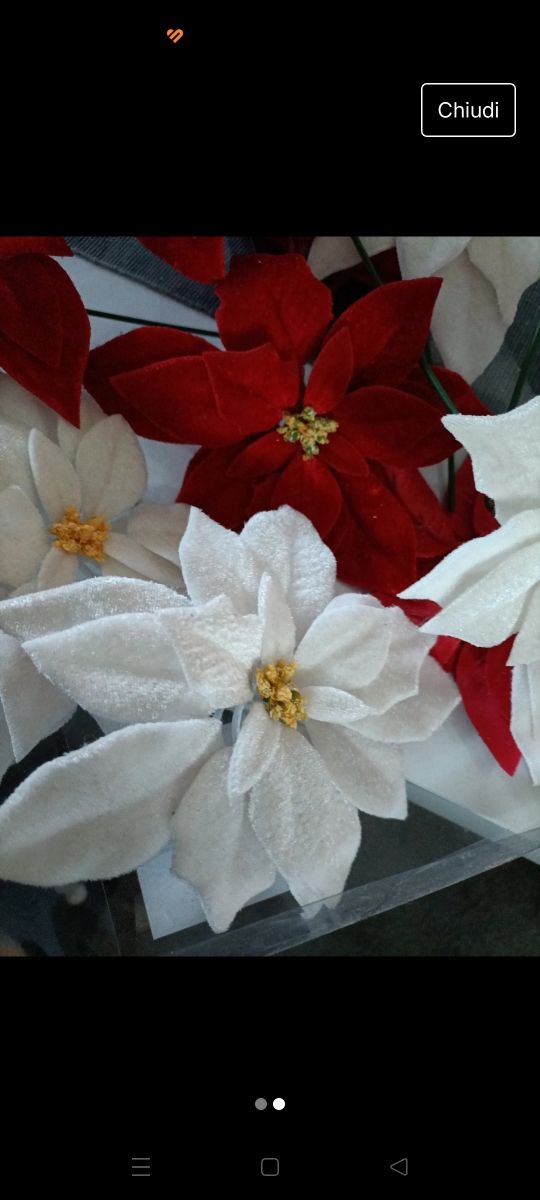 Stelle di natale in velluto