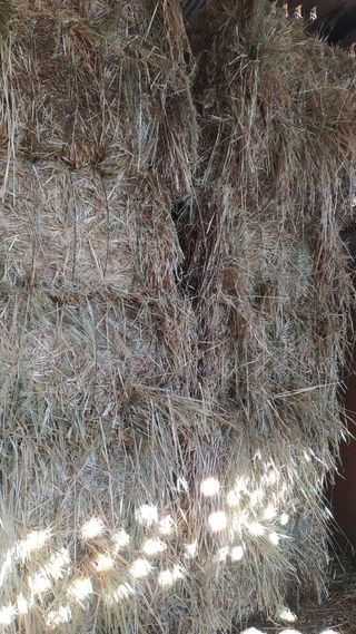 Alpacas de heno y de avena