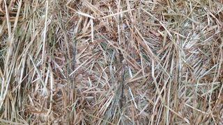 Alpacas de heno y de avena