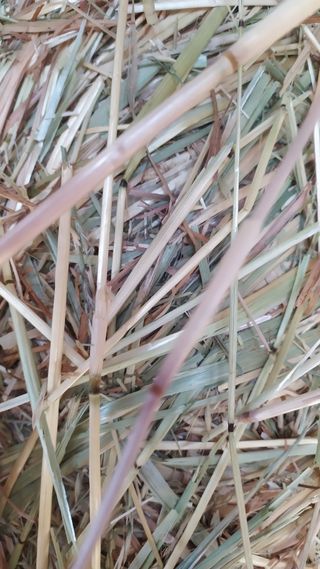 Alpacas de heno y de avena