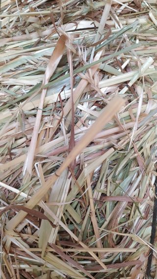 Alpacas de heno y de avena