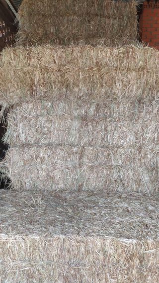 Alpacas de heno y de avena