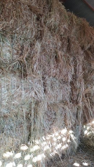 Alpacas de heno y de avena