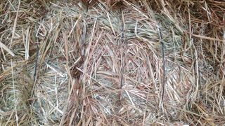 Alpacas de heno y de avena