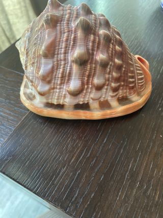 Conchiglia