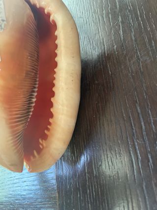 Conchiglia