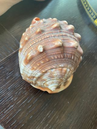 Conchiglia
