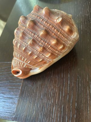Conchiglia