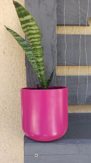 Sansevieria zeylanica