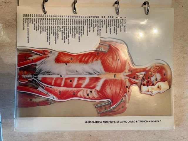 Esplorando il corpo umano prima edizione completo