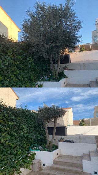 Jardinero profesional