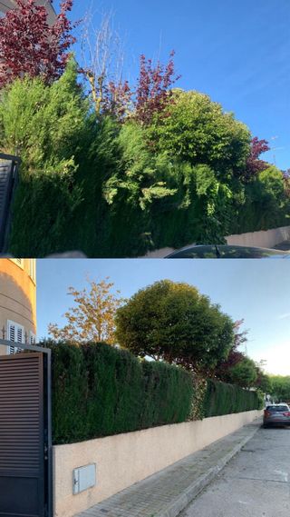 Jardinero profesional