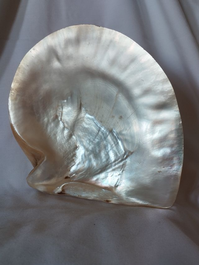 Concha nacarada.de 19x18 cm.