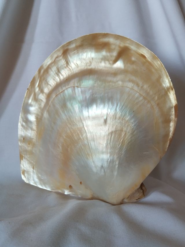 Concha nacarada.de 19x18 cm.
