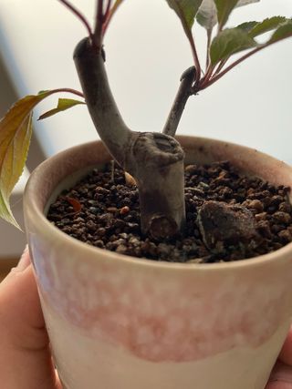 Mini Bonsai Malus Floribunda 🌸