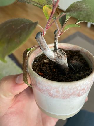Mini Bonsai Malus Floribunda 🌸
