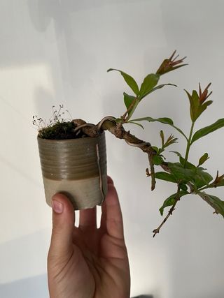 Mini Bonsai Granado Nejikan