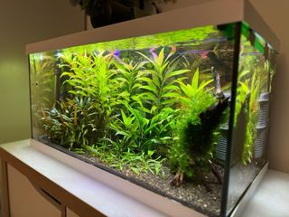acuario 60 litros