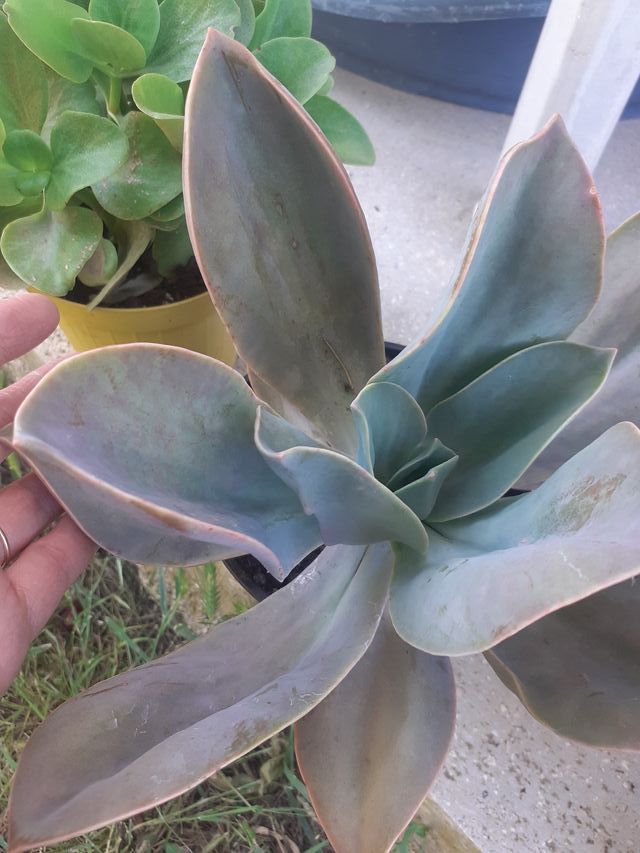 Graptoveria Fred Ives