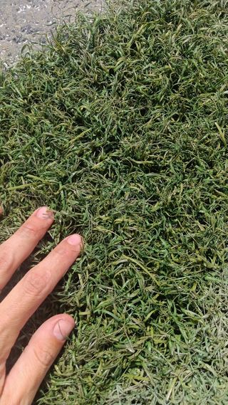 Césped artificial reciclado ♻️