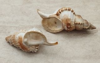 Soprammobili vari