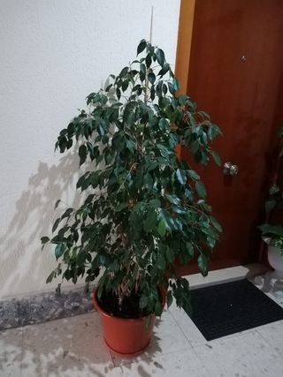 Planta real, no es de plástico