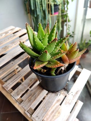 Cola de burro. Planta natural