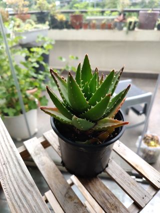 Cola de burro. Planta natural