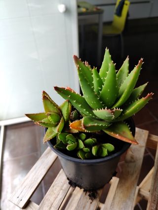 Cola de burro. Planta natural