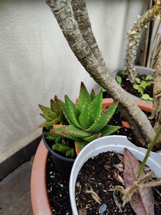 Cola de burro. Planta natural