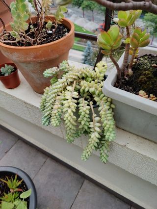 Cola de burro. Planta natural