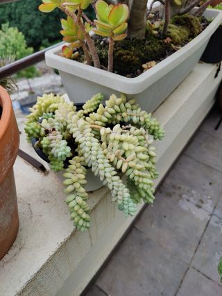 Cola de burro. Planta natural