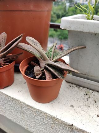 Cola de burro. Planta natural