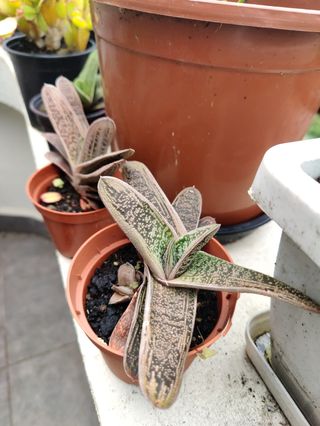 Cola de burro. Planta natural