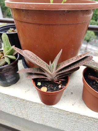 Cola de burro. Planta natural