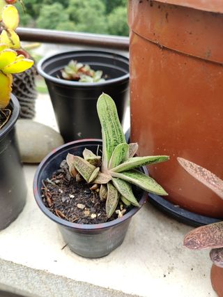 Cola de burro. Planta natural