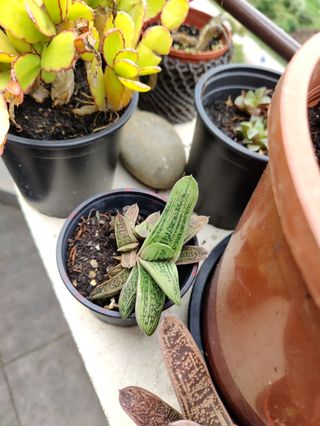 Cola de burro. Planta natural