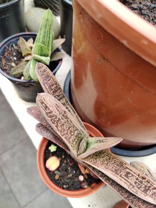 Cola de burro. Planta natural