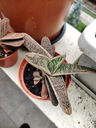 Cola de burro. Planta natural