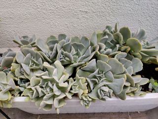 Cola de burro. Planta natural