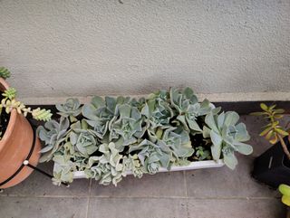 Cola de burro. Planta natural