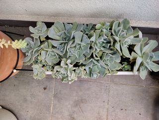 Cola de burro. Planta natural