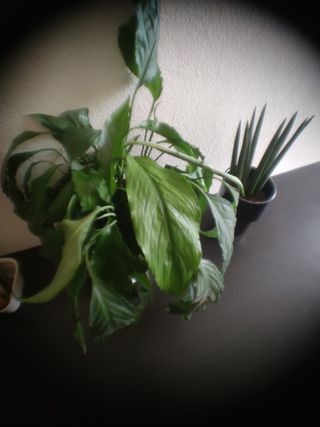 Lentes para câmara telemóvel 