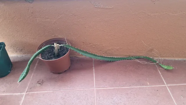 Esquejes Pitahayas (Fruta del Dragón)