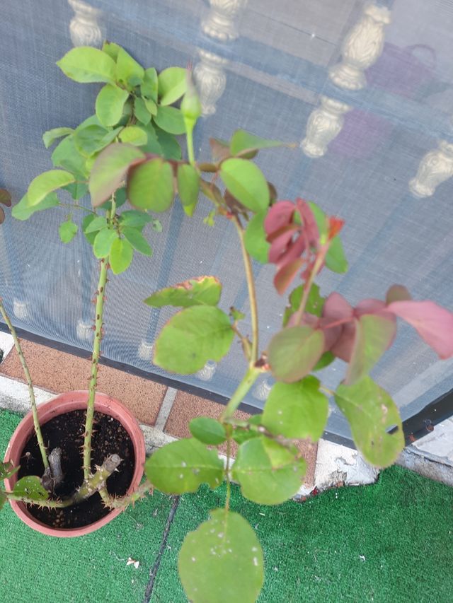 Lote con dos Rosales grandes